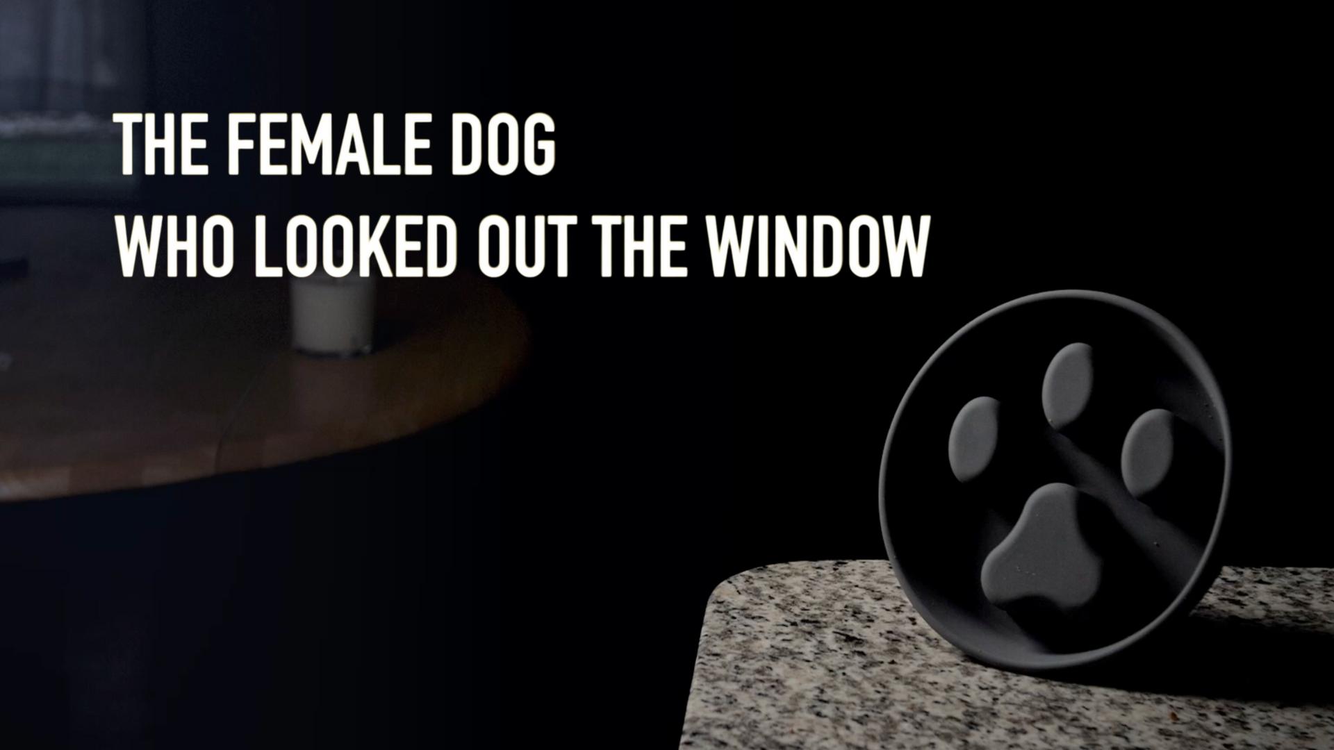 The Female Dog Who Looked Out The Window